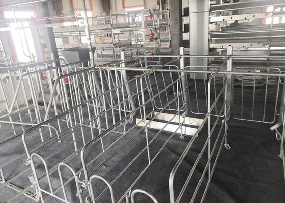 製造されたプレハブの鉄骨構造の豚舎は産業に電流を通した