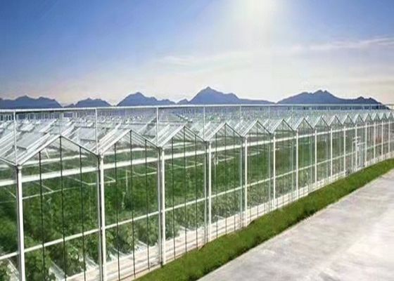 ダマン フェンロー ガラス温室溶融亜鉛メッキ トマトの大量植栽