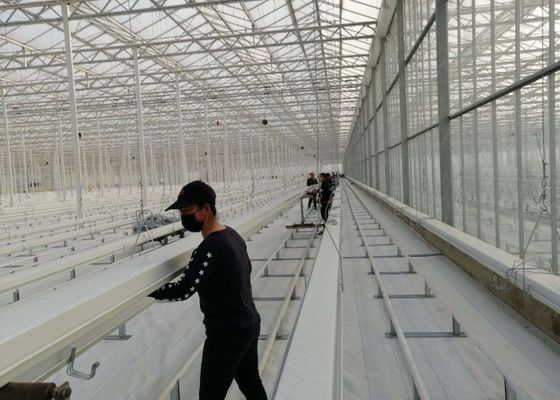 ダマン フェンロー ガラス温室溶融亜鉛メッキ トマトの大量植栽