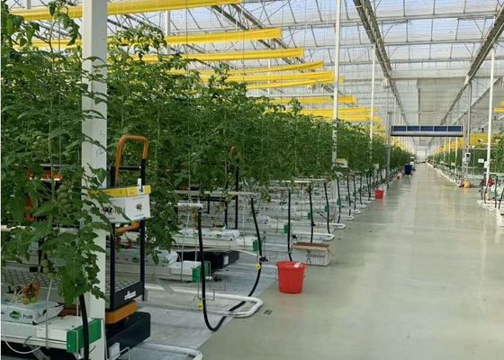 ダマン フェンロー ガラス温室溶融亜鉛メッキ トマトの大量植栽