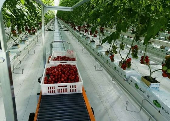 ダマン フェンロー ガラス温室溶融亜鉛メッキ トマトの大量植栽