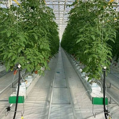 ガラス温室でトマトを育てることを教える実験