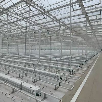 ガラス温室でトマトを育てることを教える実験