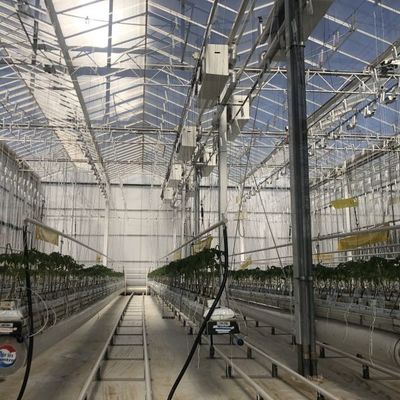 ガラス温室でトマトを育てることを教える実験