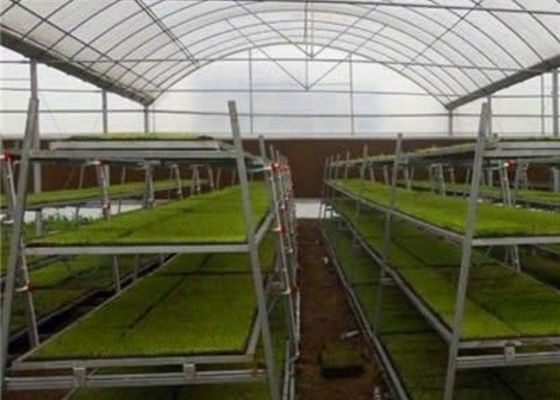 注文の定形ガラス実生植物の温室/養樹園のベッドの育成/移動可能なSeedbed