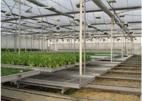 注文の定形ガラス実生植物の温室/養樹園のベッドの育成/移動可能なSeedbed