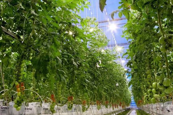 文洛観光ガラス温室 - 大規模野菜栽培温室