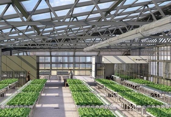 A continuous-span polyethylene film greenhouse for cultivating high-quality flowers