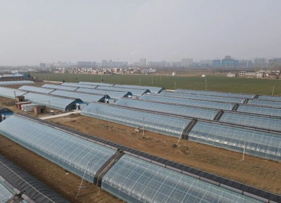 A continuous-span polyethylene film greenhouse for cultivating high-quality flowers