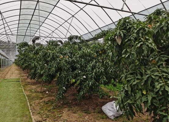 ウェンルー観光ガラス温室 - 大規模な果物栽培温室