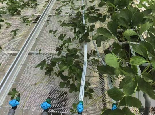 フルーツ栽培温室,大型ウォーンローズ観光ガラス温室